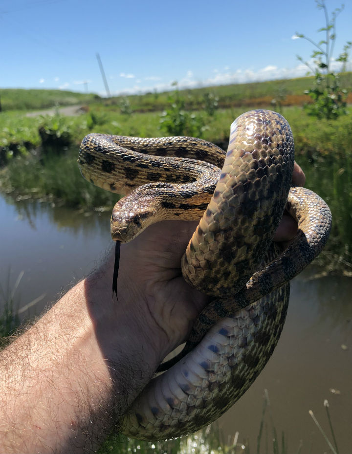 Pacific Gopher Snake 